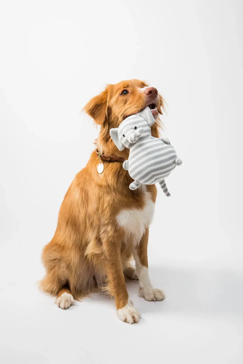 Área de hospedagem para pets