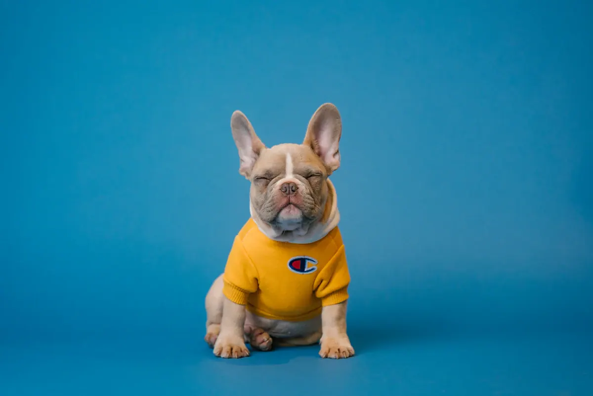 Cachorro após banho